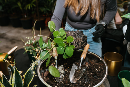 Plant care with Botanicah Sanctuary