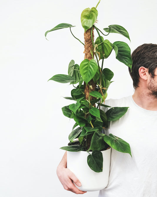 Plants for a new plant parent