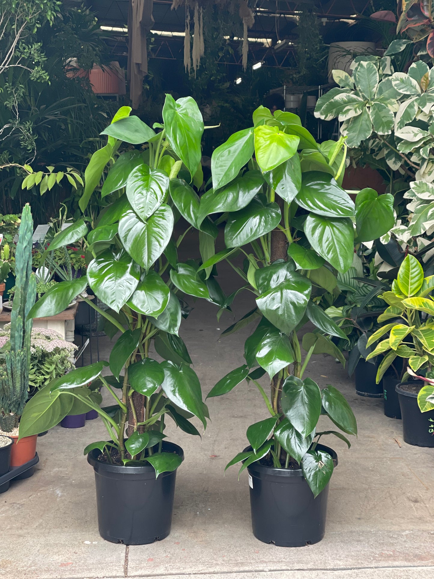 Syngonium "Macrophyllum" Totem