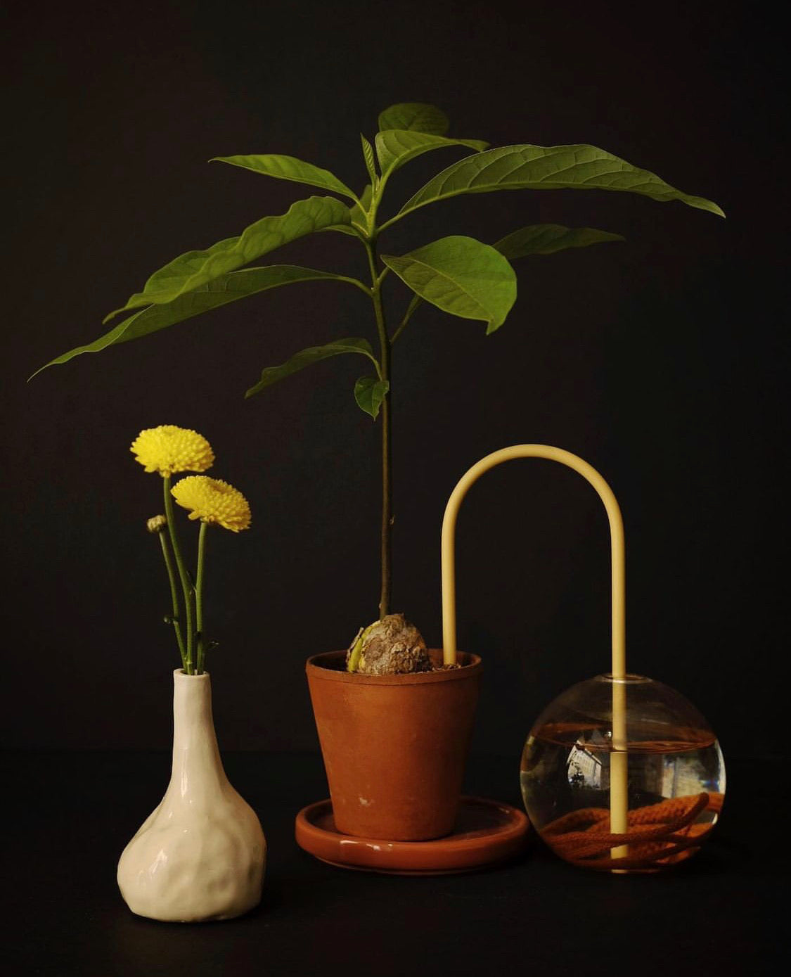 Plant straws