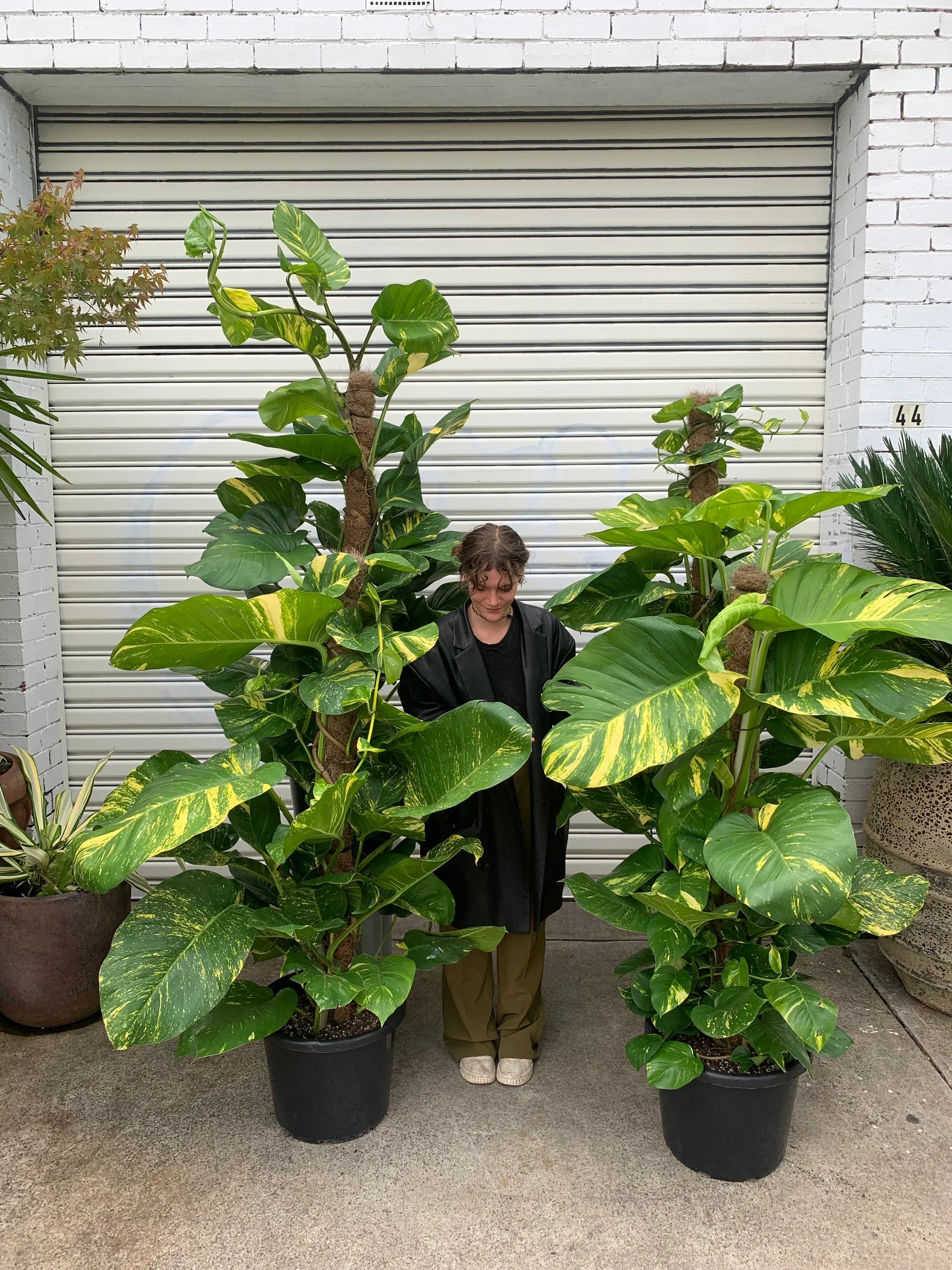 giant pothos vine Golden Pothos (Epipremnum aureum) – BOTANICAH SANCTUARY