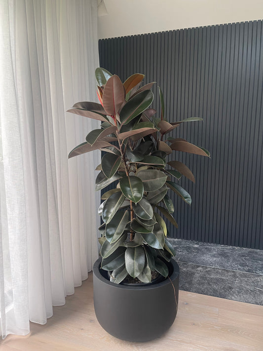 Rubber Plant (Ficus elastica "Burgandy")