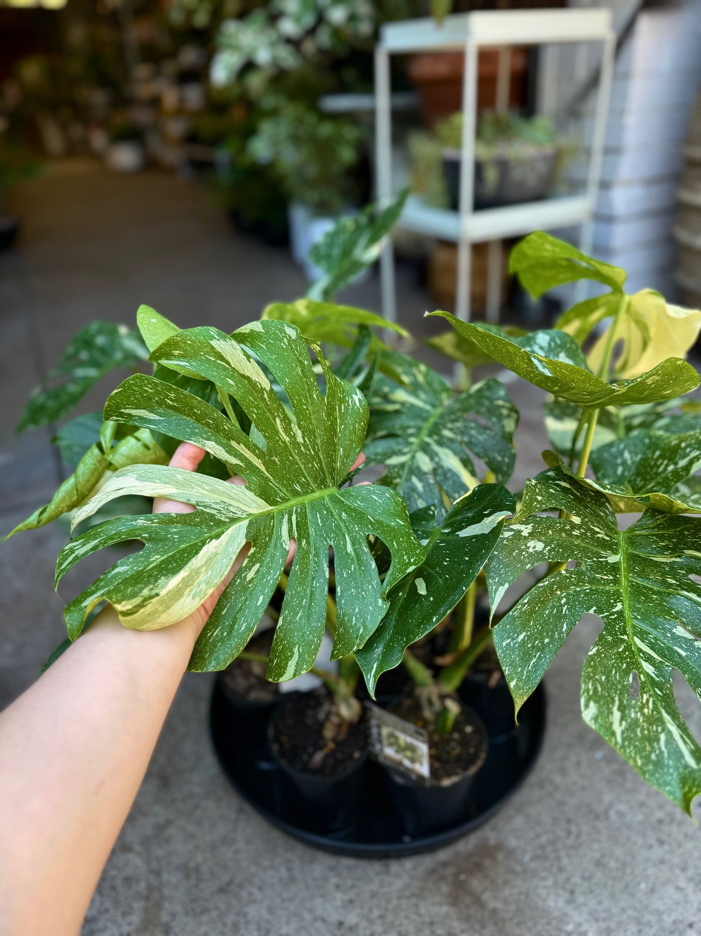 Monstera "Thai Constellation"