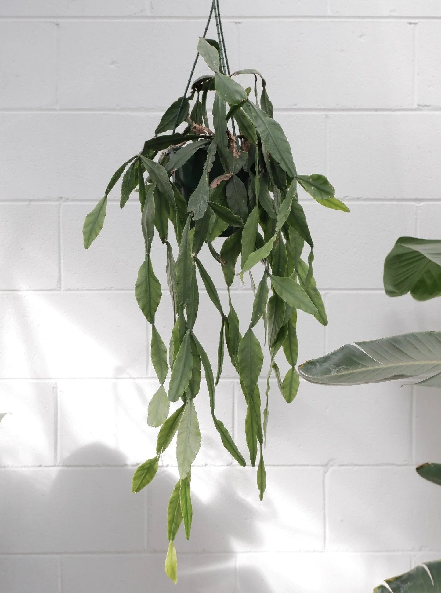 Mistletoe Cactus Collection