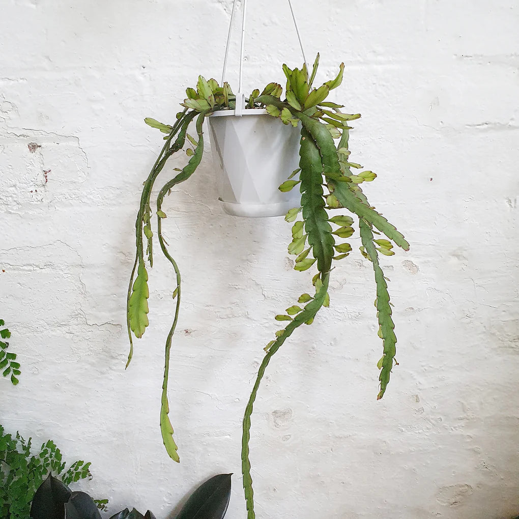 Mistletoe Cactus Collection