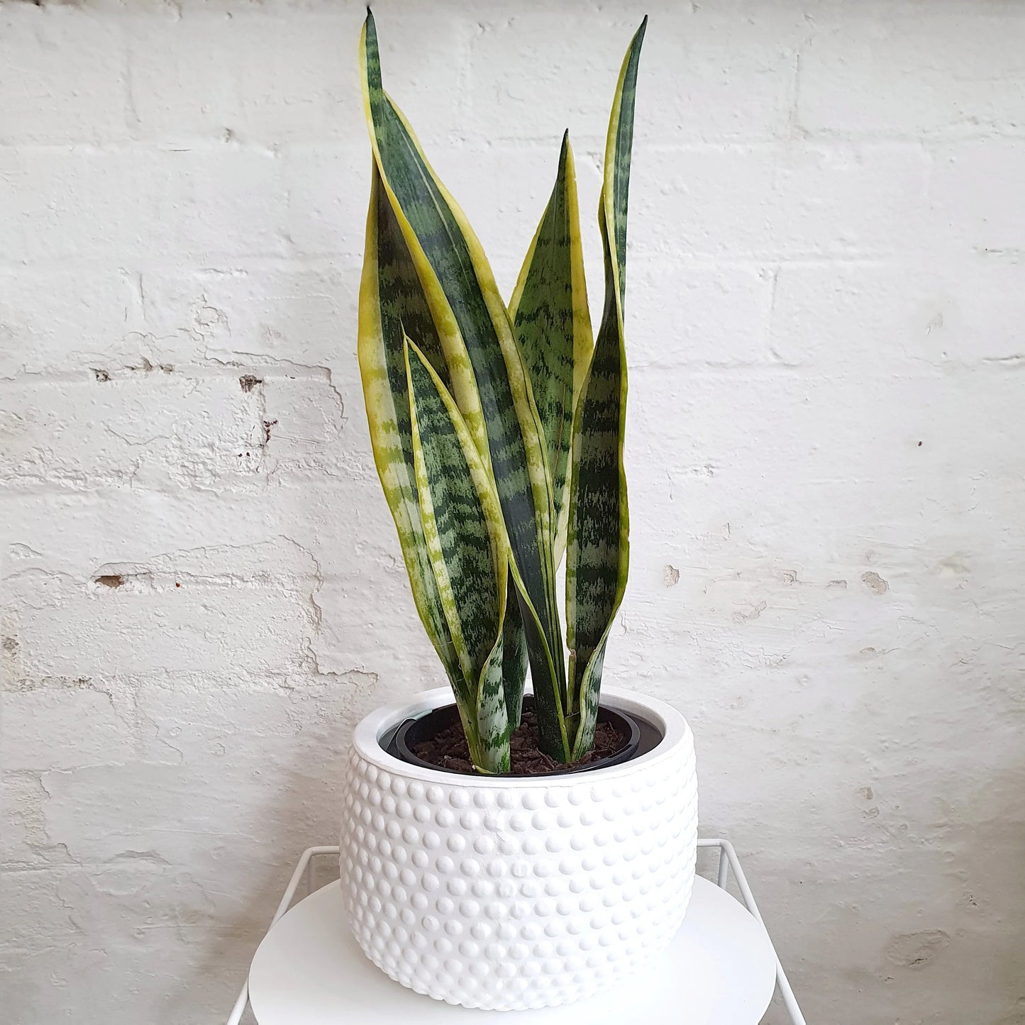 Snake Plant (Sansevieria)
