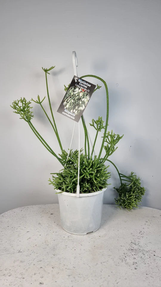 Mistletoe Cactus Collection