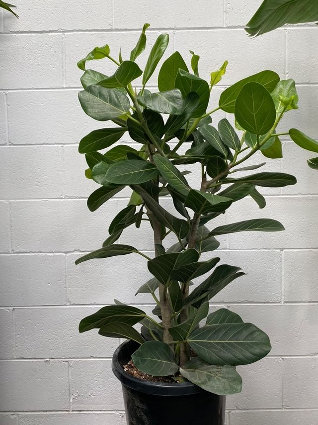 Ficus Audrey (Ficus benghalensis)