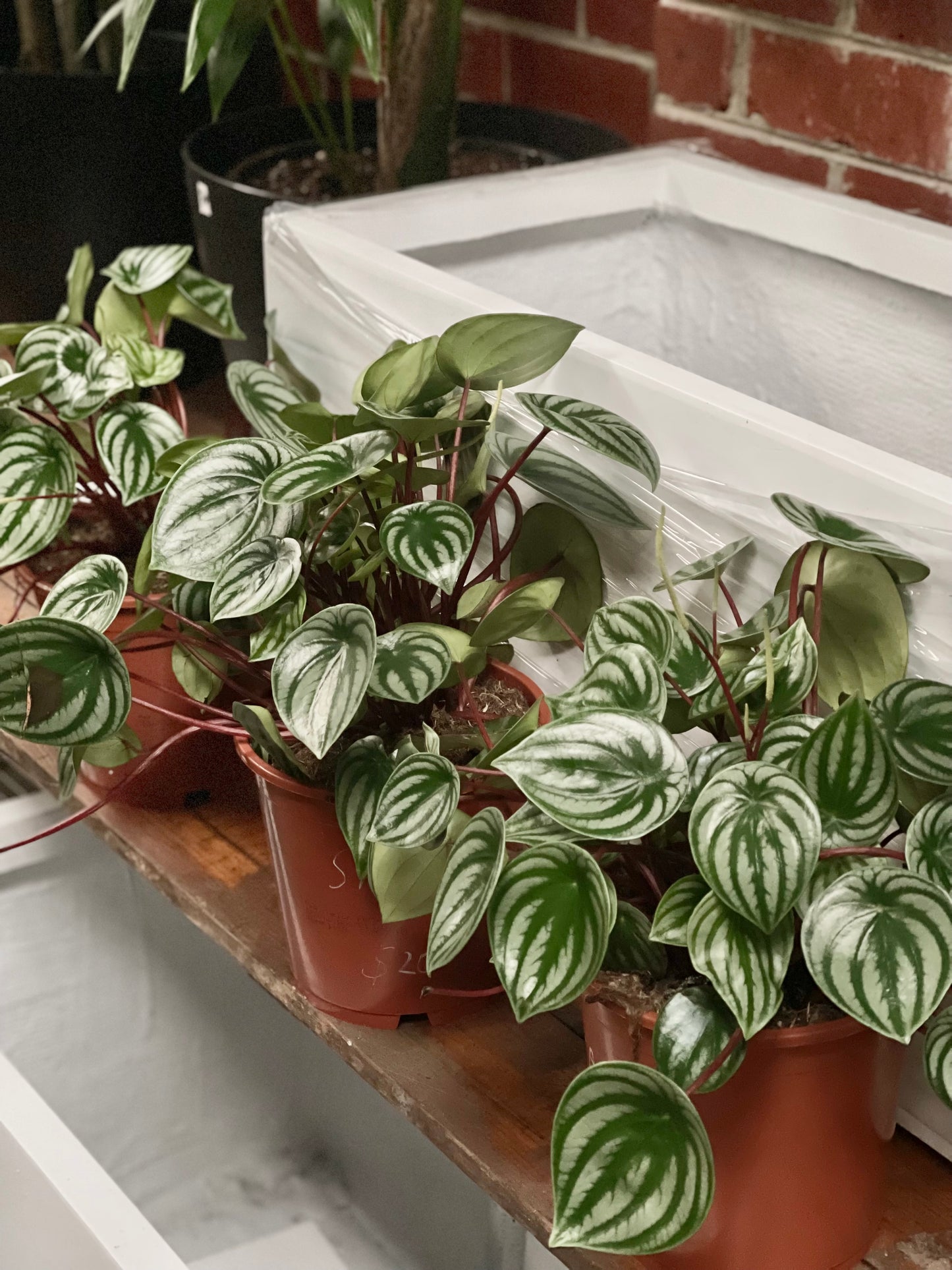 Peperomia Argyriea "Watermelon"