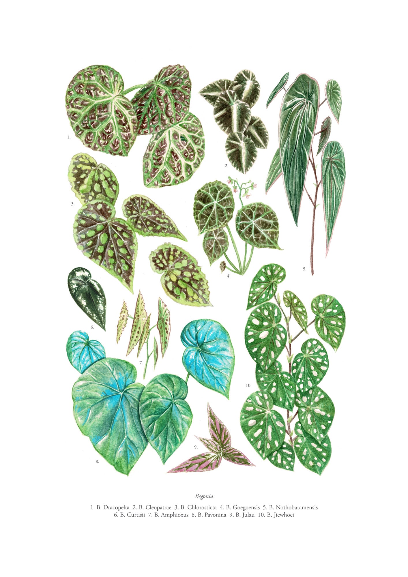 Brian Cheung - A4 art prints