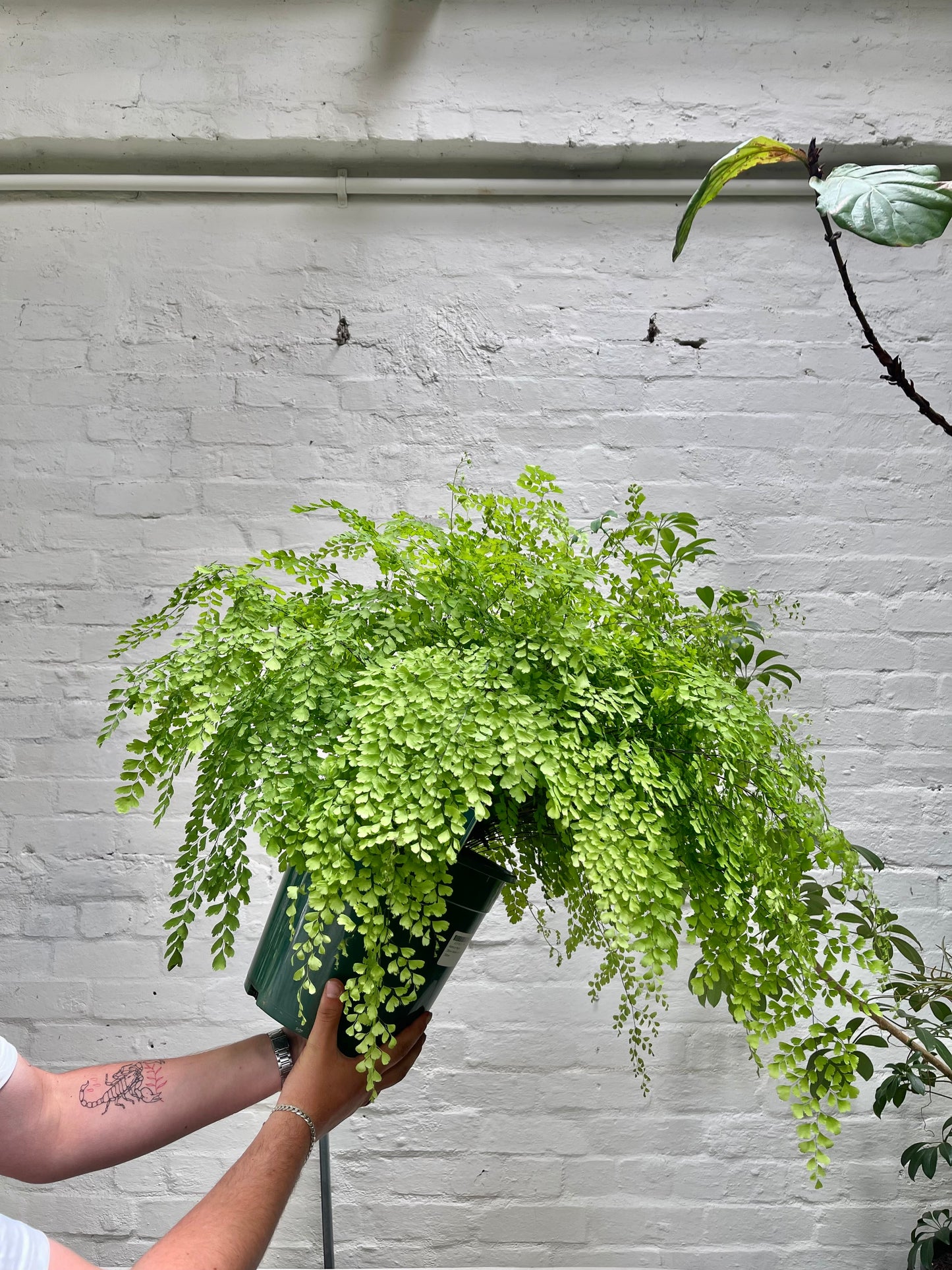 Maidenhair Fern