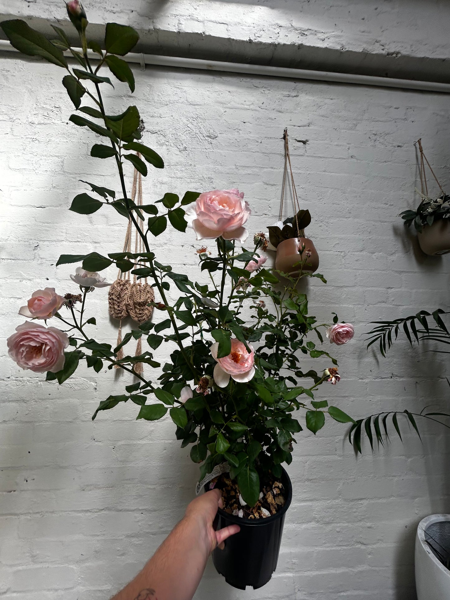 David Austin roses 20”