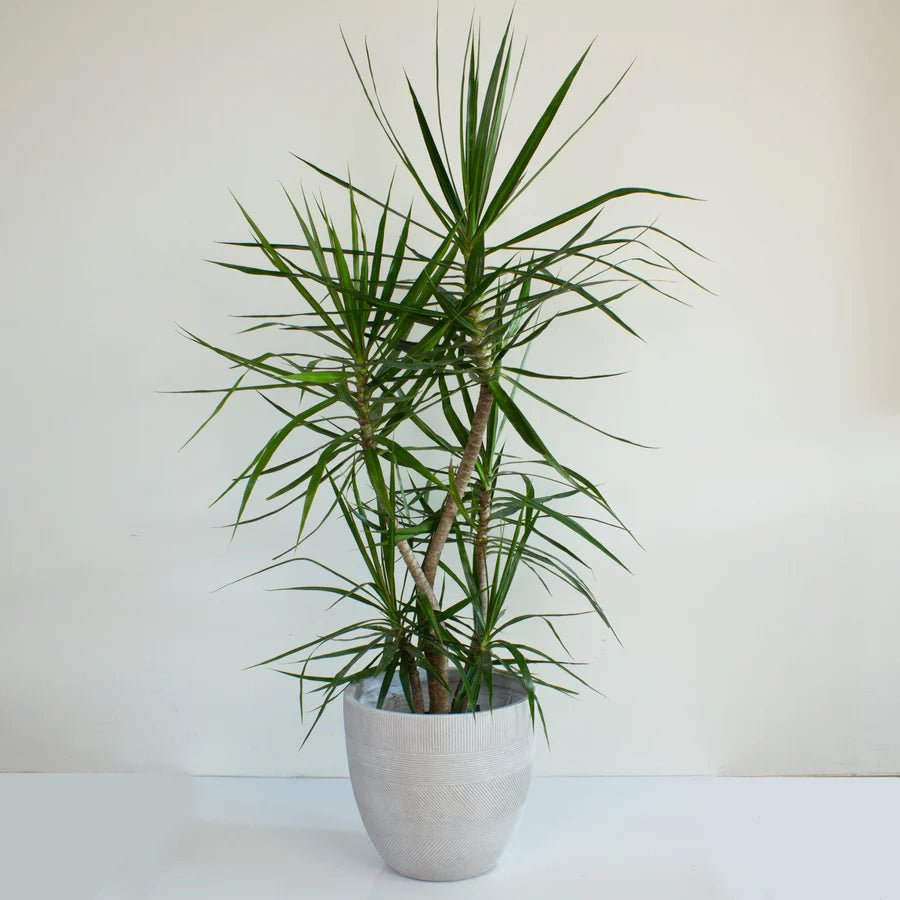 Dracaena Marginata "Dragon Tree"