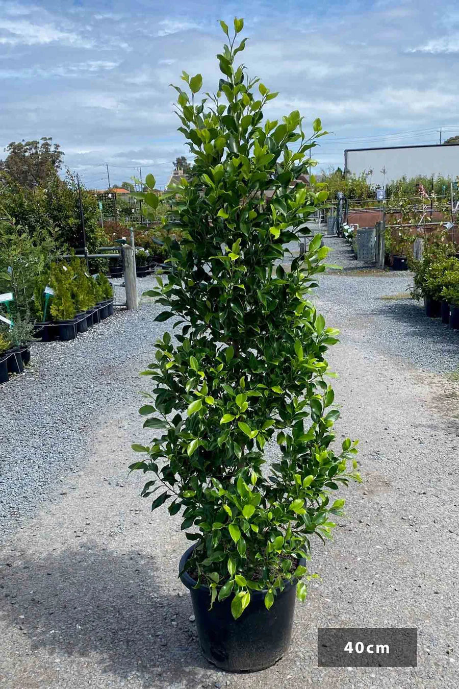 Ficus hillii "Flash"