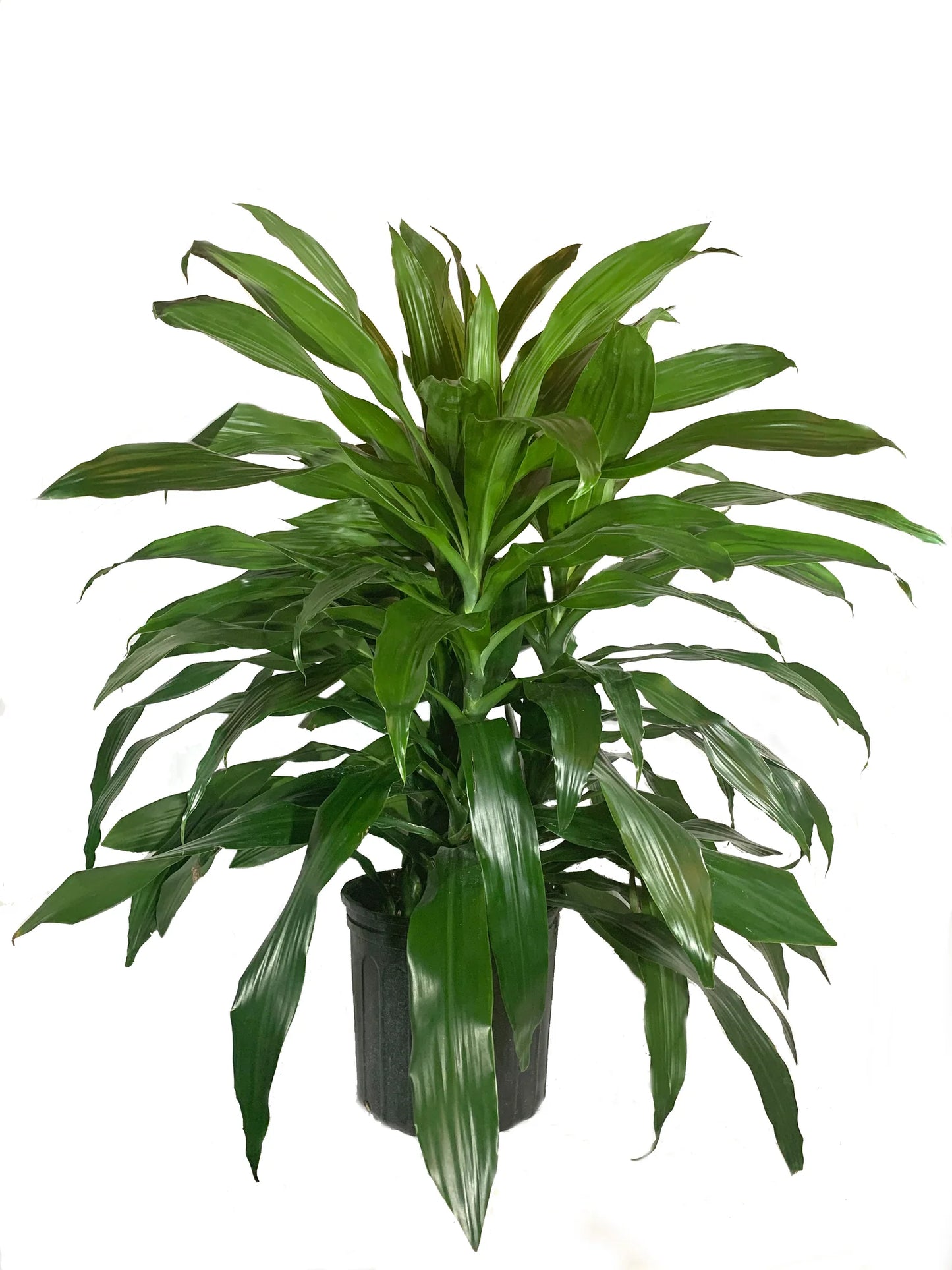 Dracaena fragrans "Janet Craig"