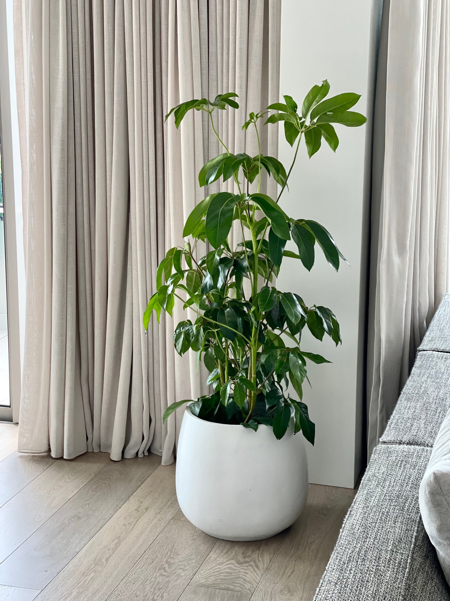 Umbrella Tree (Schefflera "Amate")