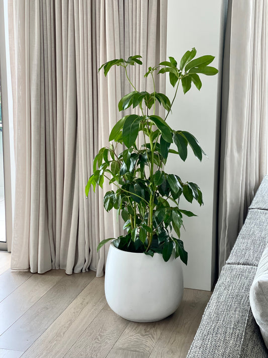 Umbrella Tree (Schefflera "Amate")