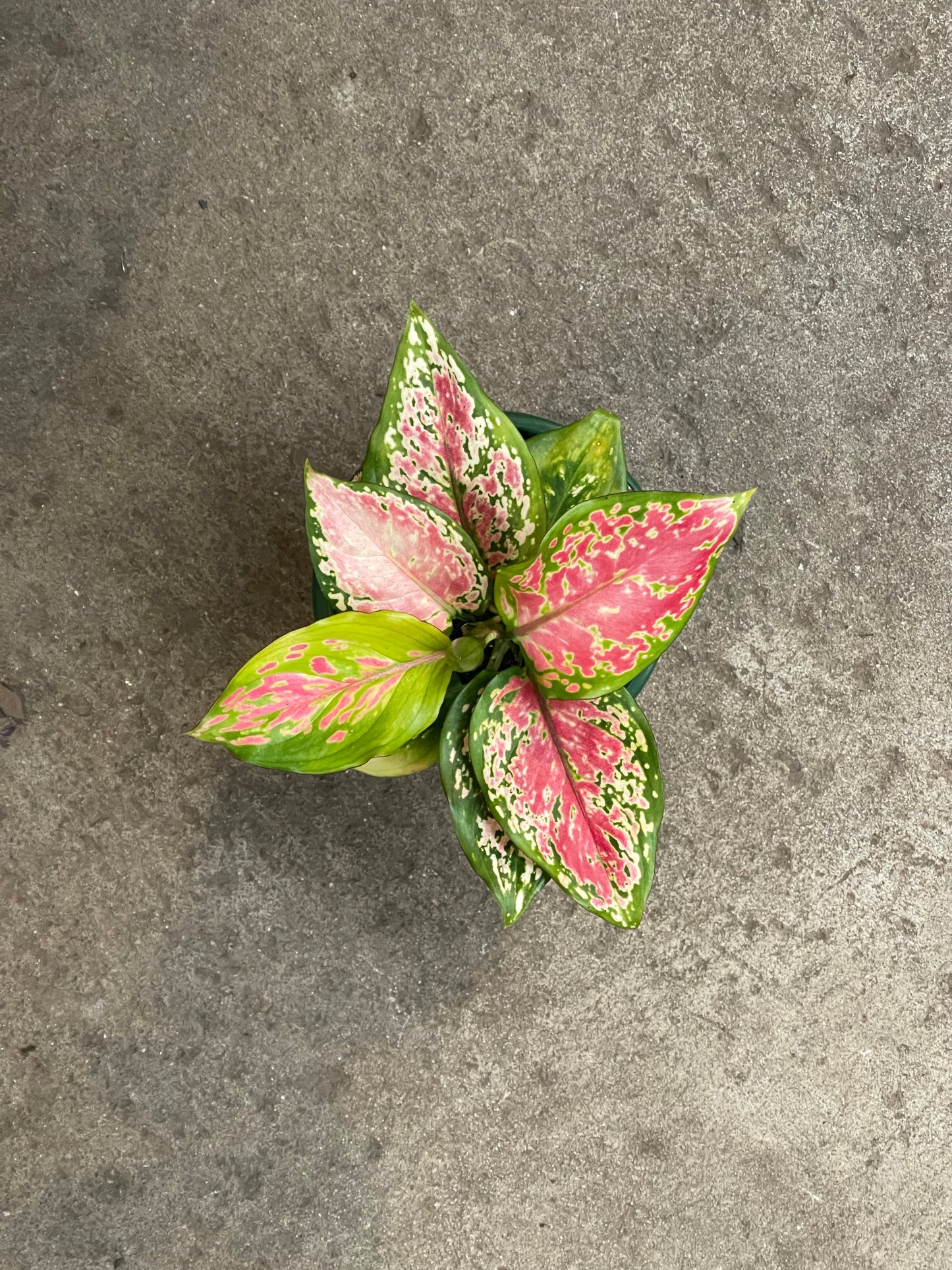 Chinese evergreen