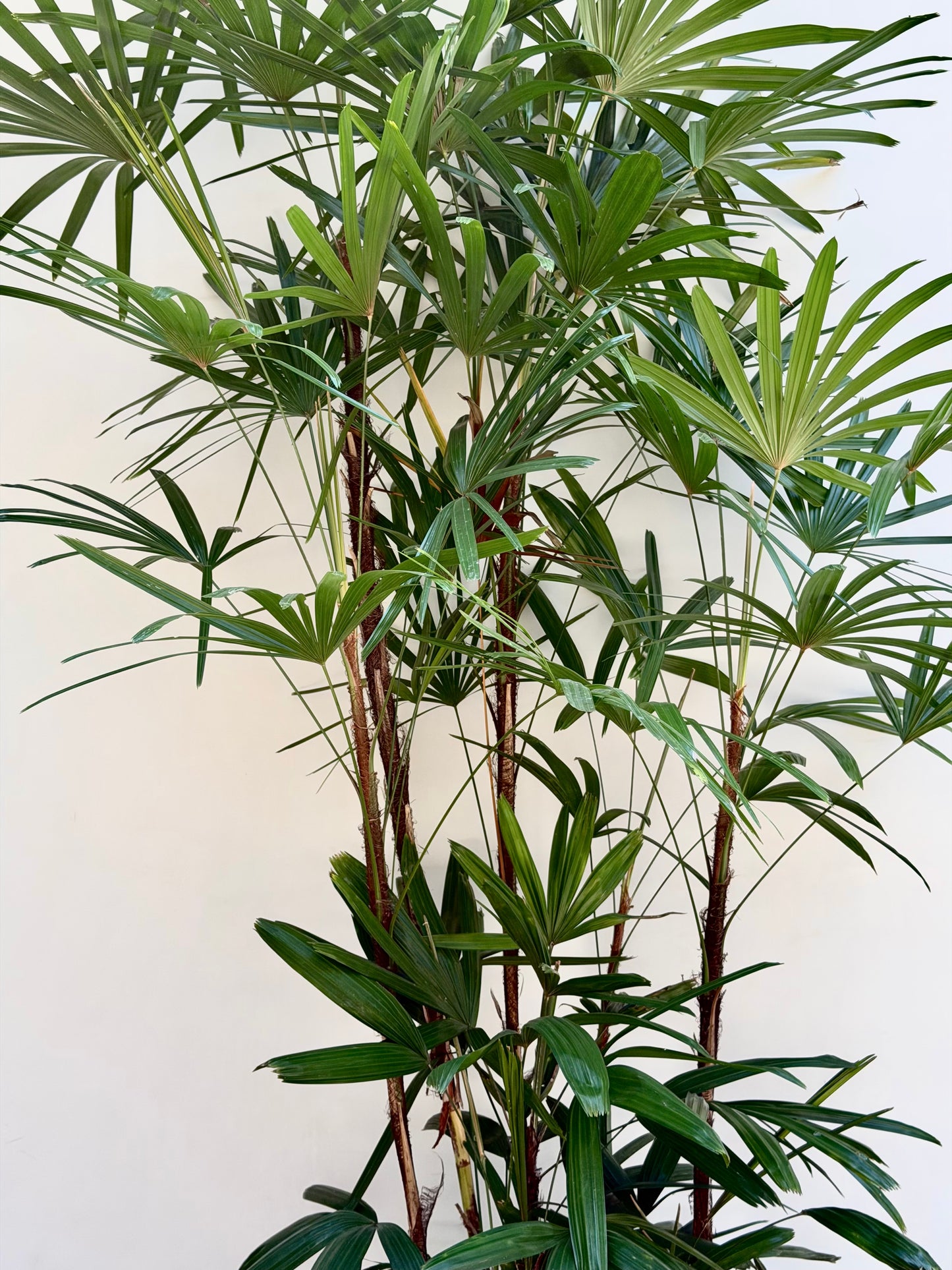 Broadleaf Lady Palm (Rhapis excelsa)