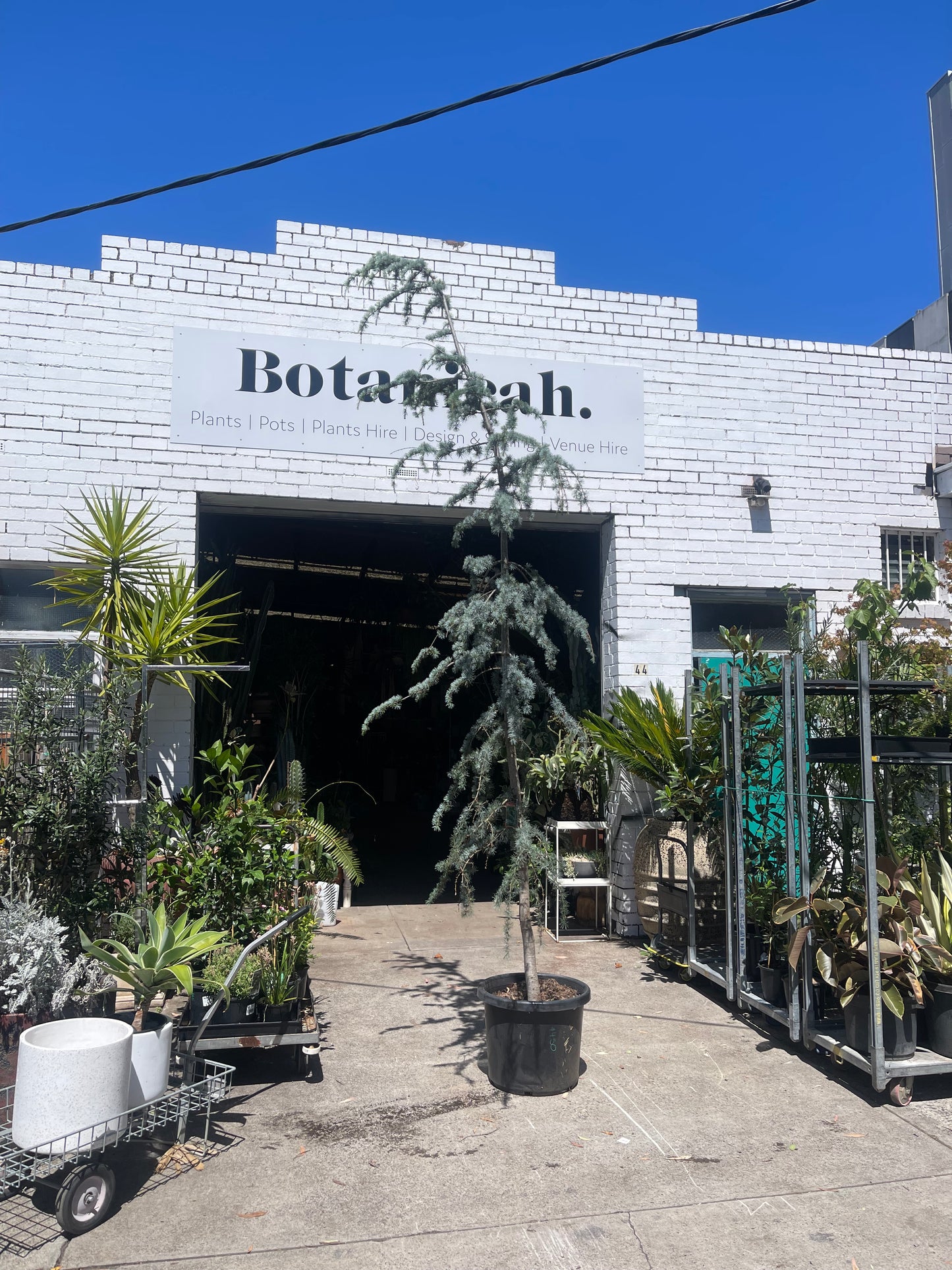 Atlas Cedar (Cedrus atlantica)