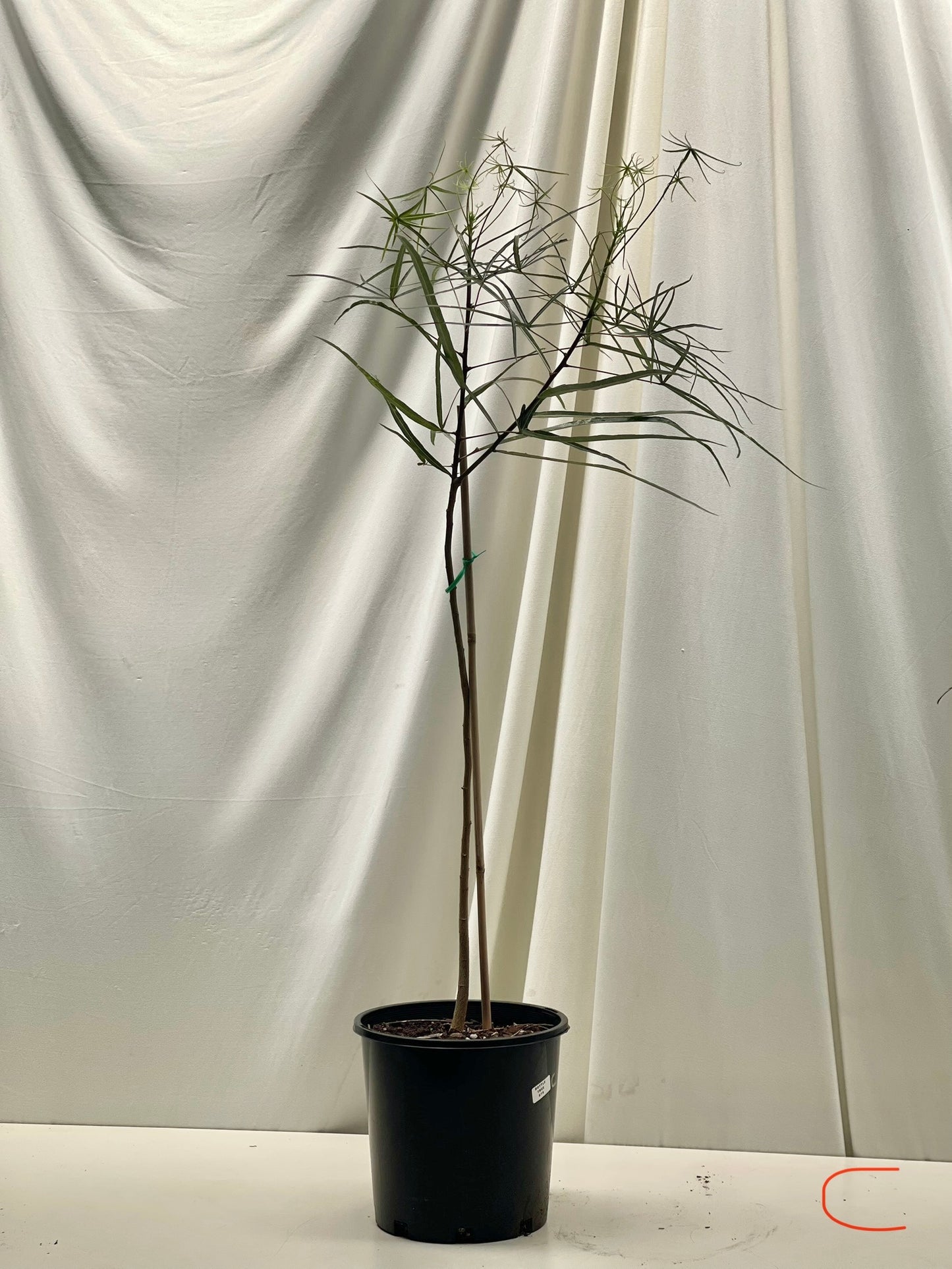 Brachychiton rupestris ( Queensland bottle tree ) 20cm stock