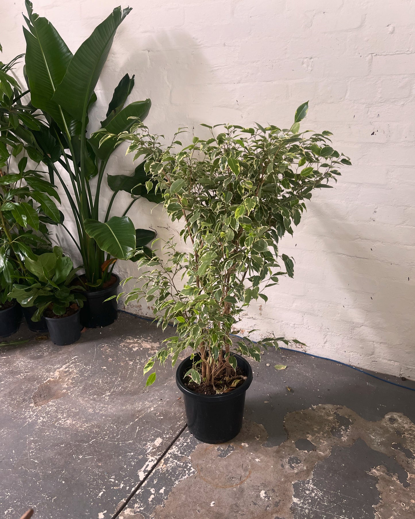 Variegated Weeping Fig (Ficus "benjamina")