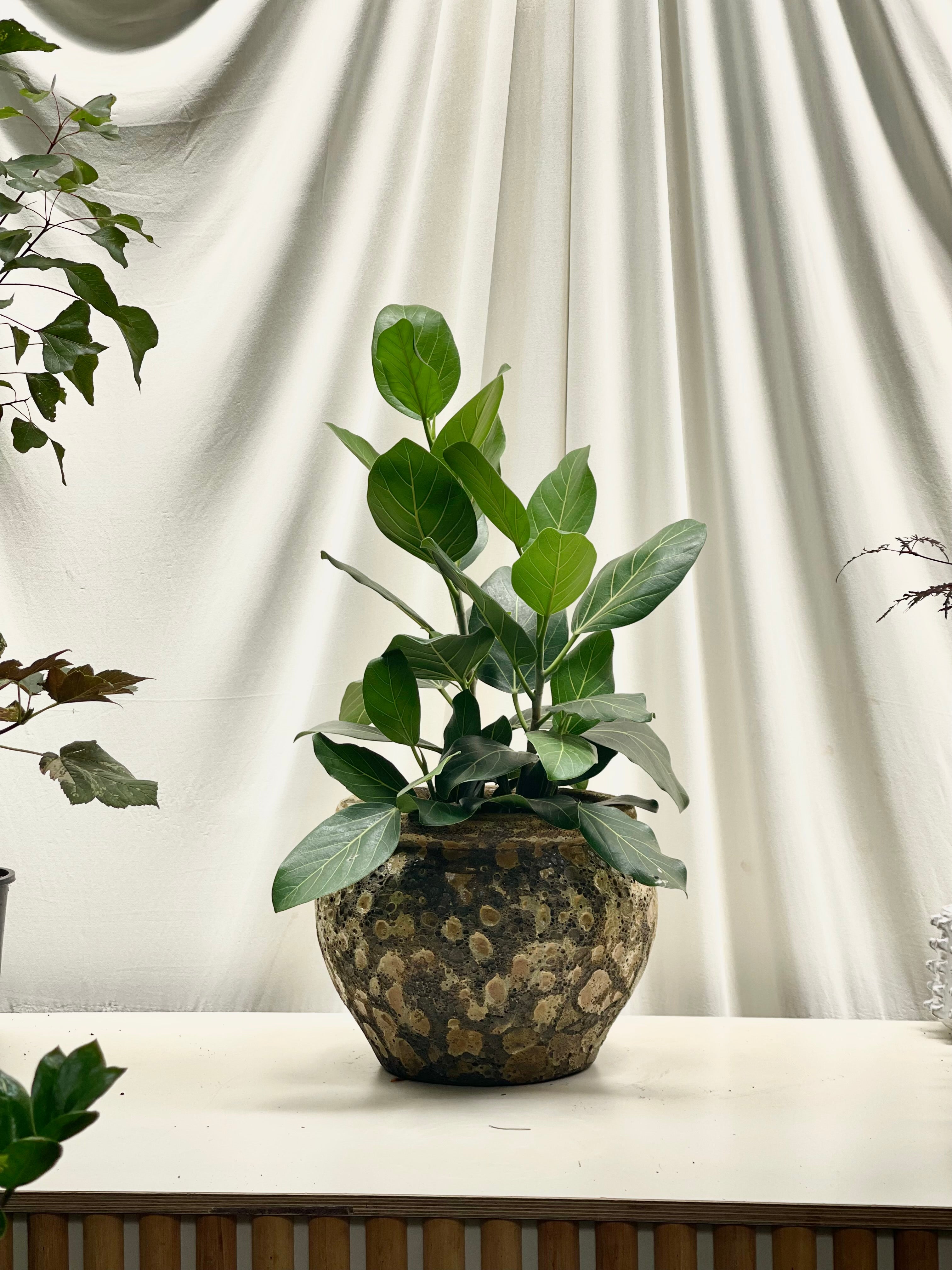 ficus audrey outdoor care Ficus Audrey (Ficus benghalensis) – BOTANICAH SANCTUARY