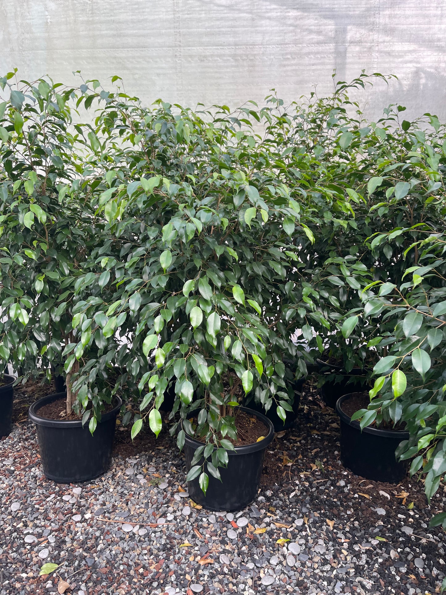 Weeping ficus