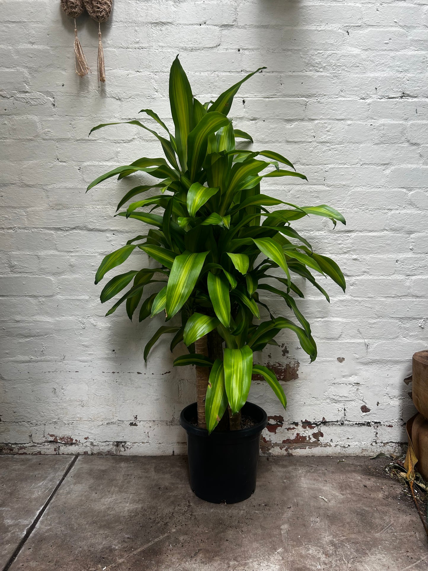 Happy Plant, Dracaena Fragrans ‘massangeana’