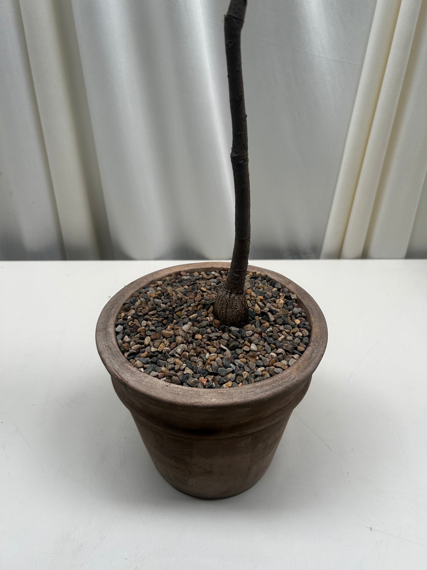 Curated Brachychiton Populneus (Queensland Bottle Tree)