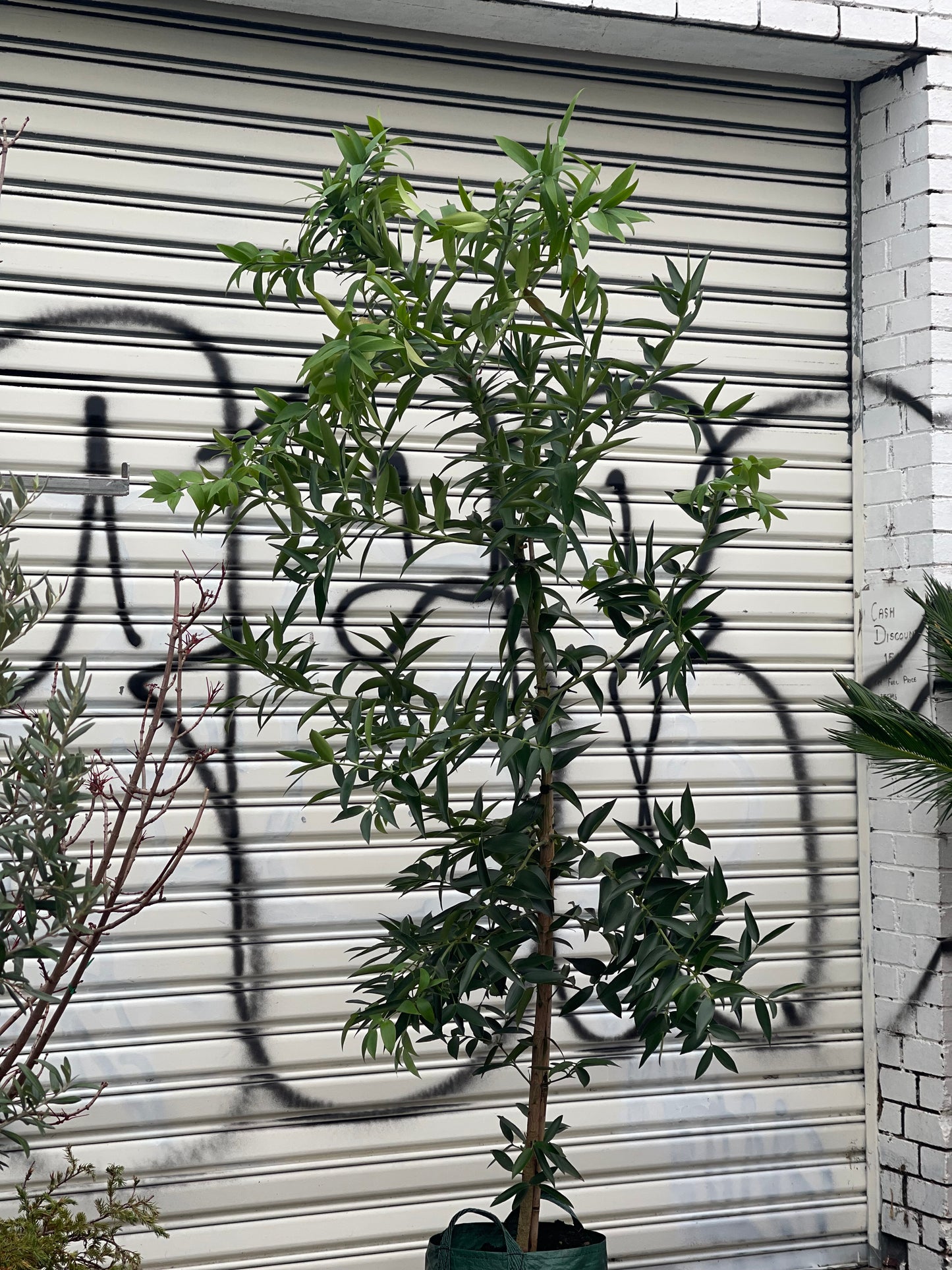 Kauri pine