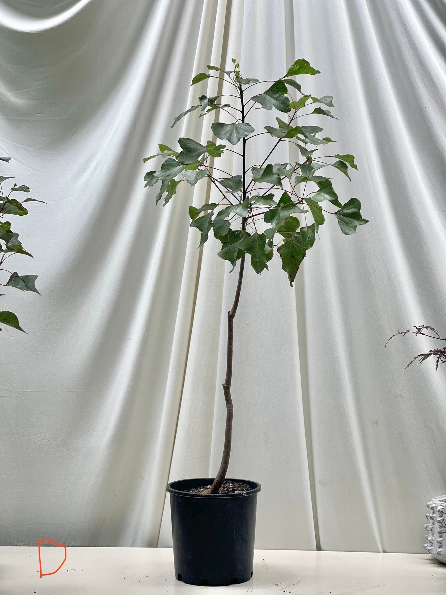 Brachychiton Populneus ( Queensland Bottle Tree )