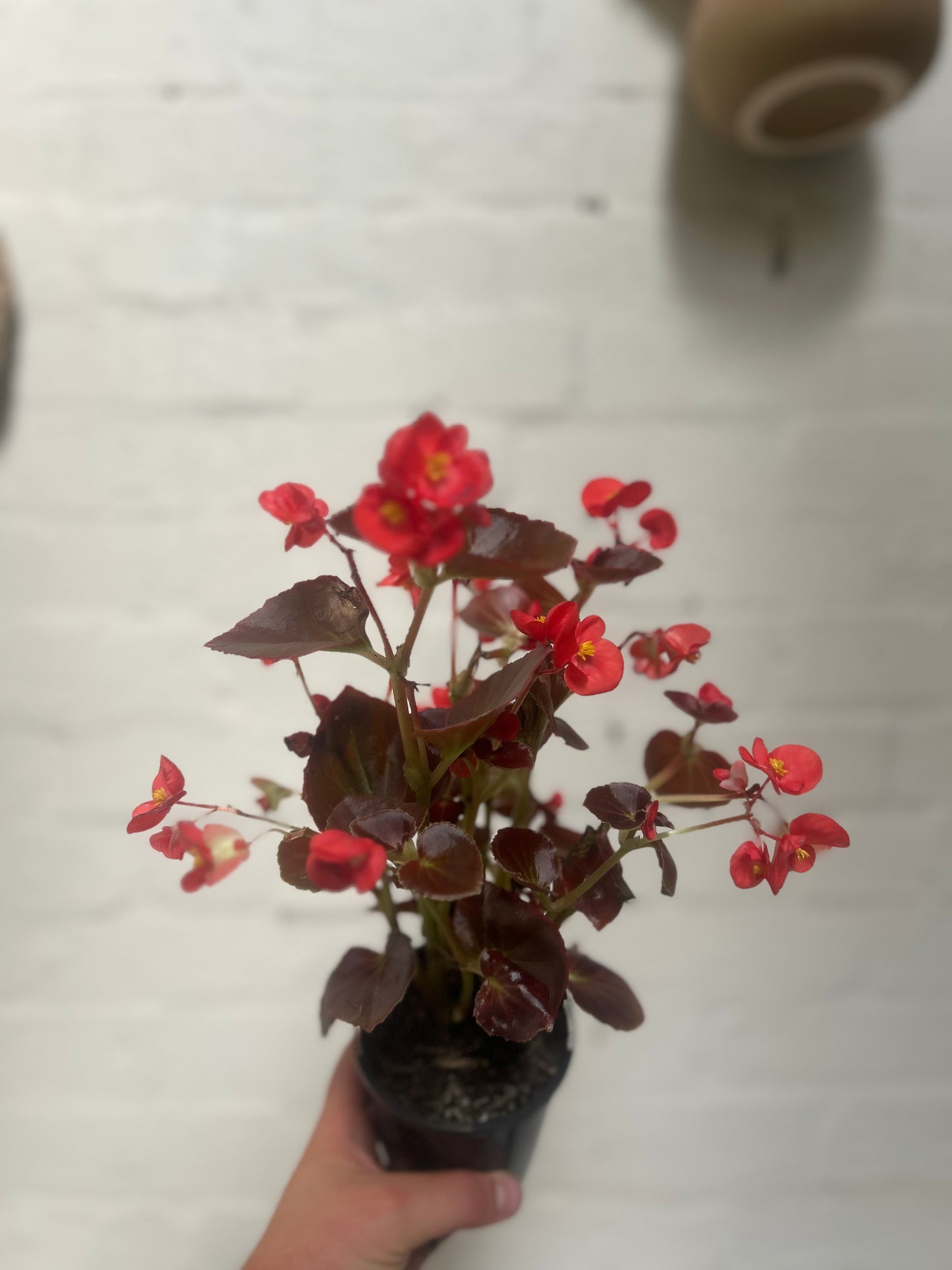 Wax Begonia ‘Begonia Semperflorens’