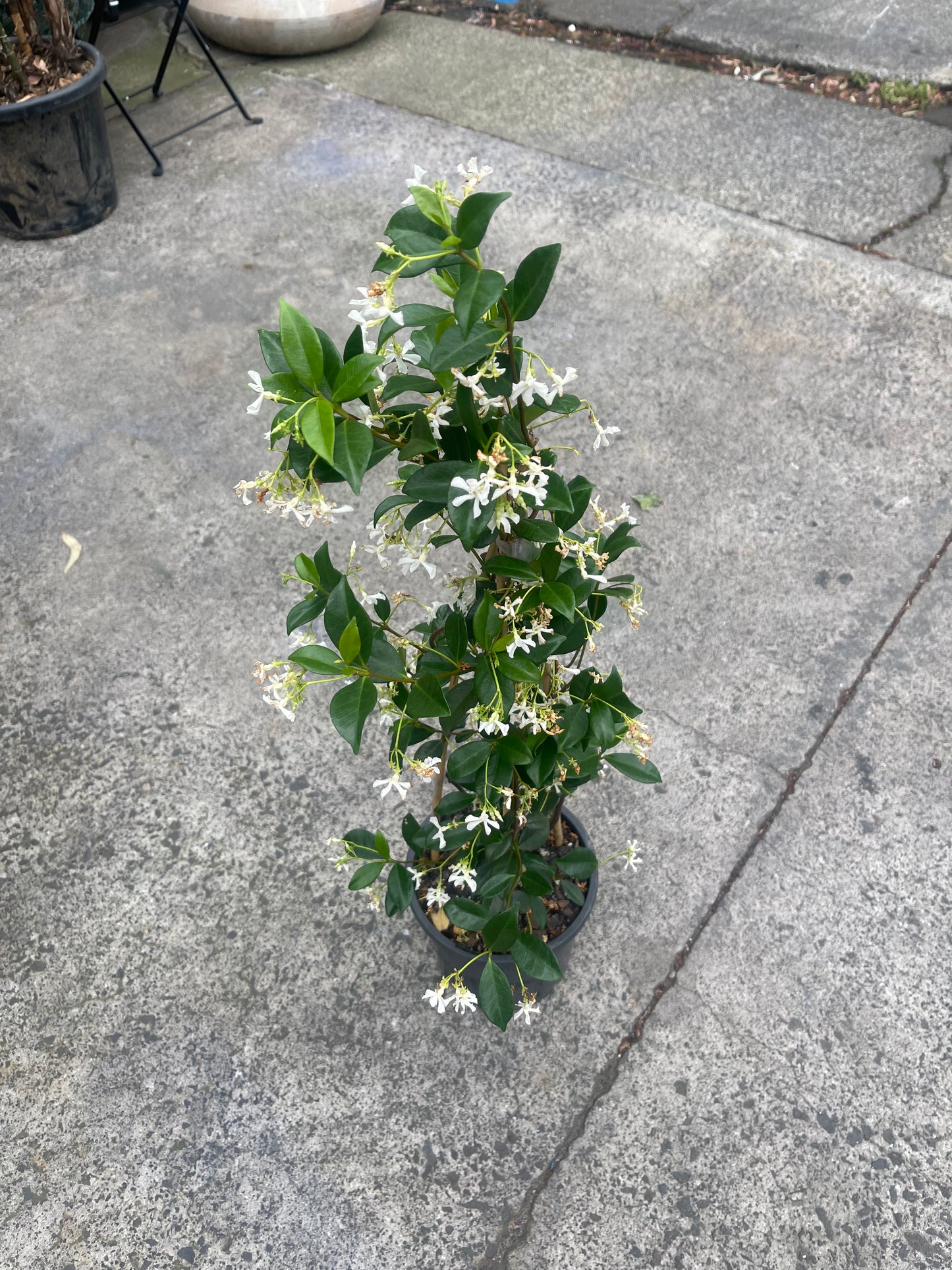 Star Jasmine