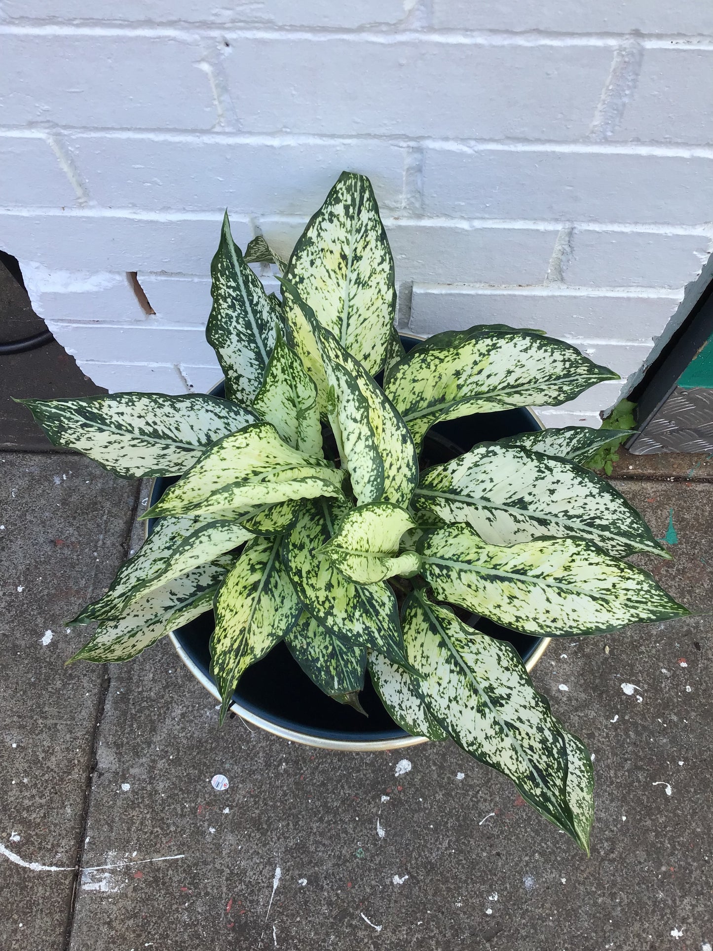 Chinese evergreen