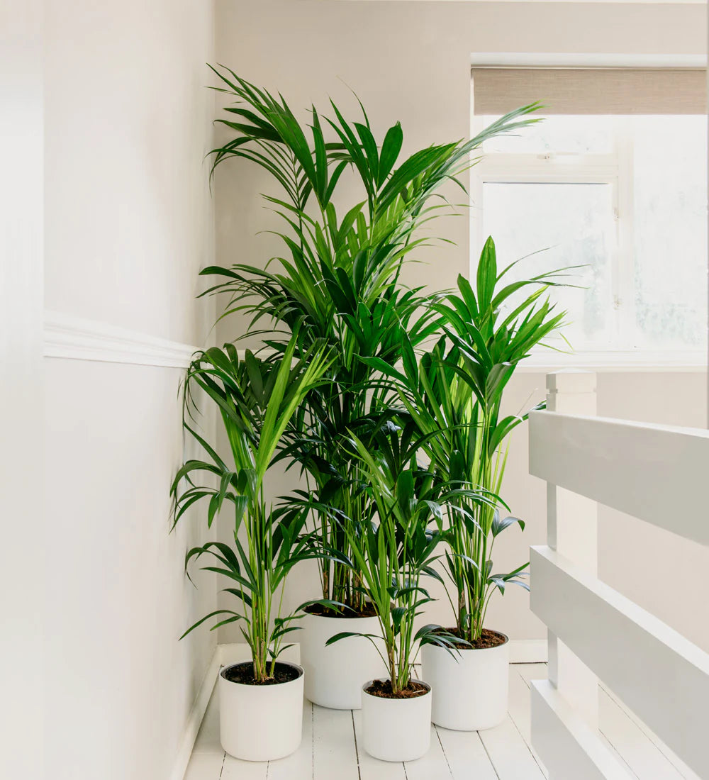 Kentia Palm (Howea forsteriana)