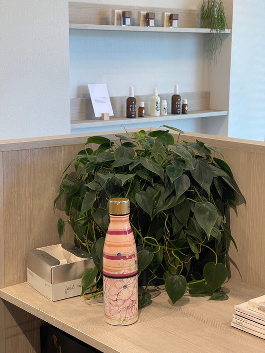 Heart Leaf Philodendron (Philodendron hederaceum)