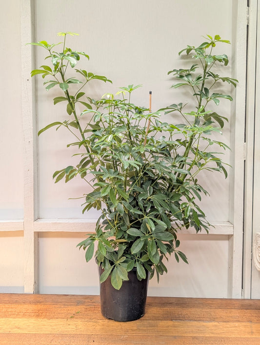 Dwarf umbrella tree