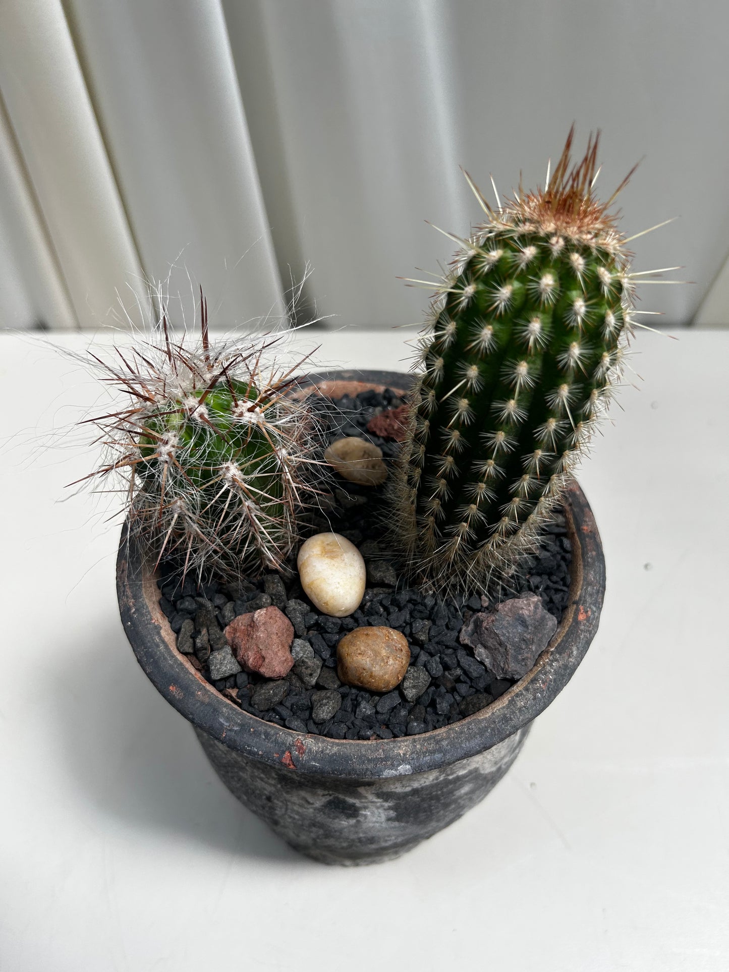 Curated Cactus pair