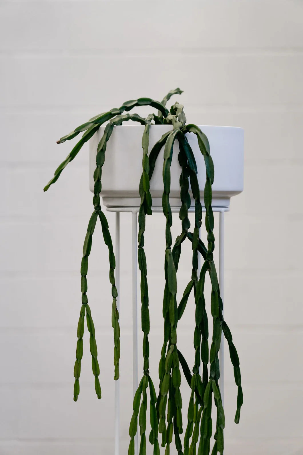 Mistletoe Cactus Collection