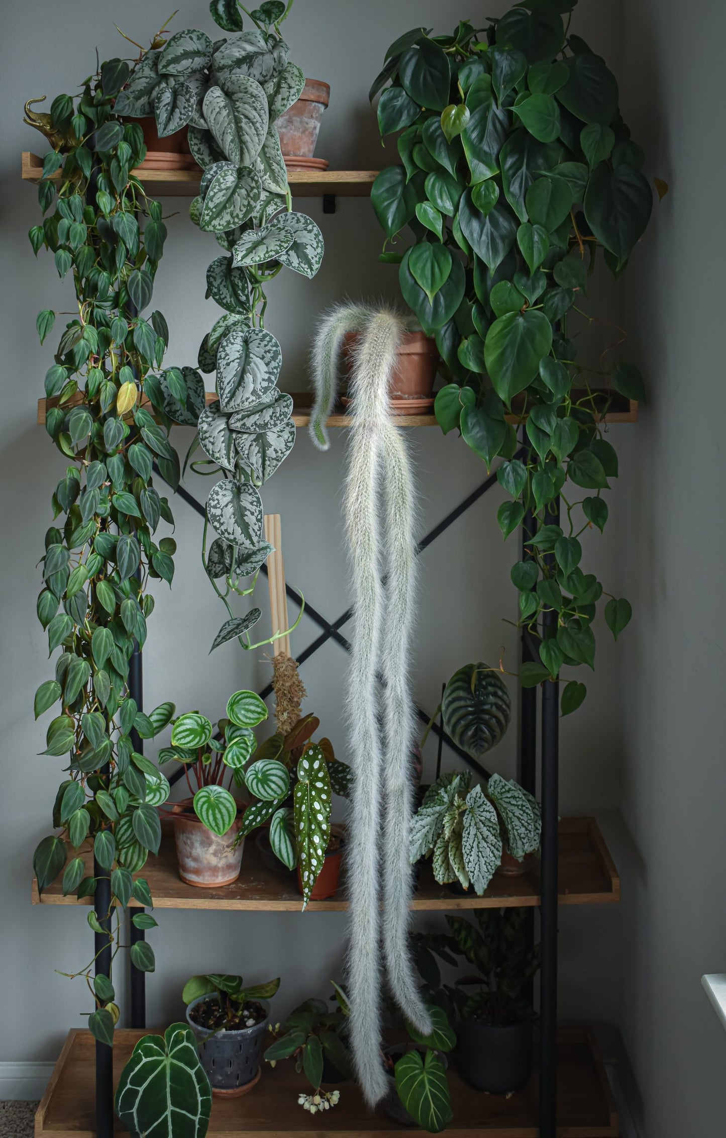 Monkey Tail Cactus (Cleistocactus Hildewintera colademononis)