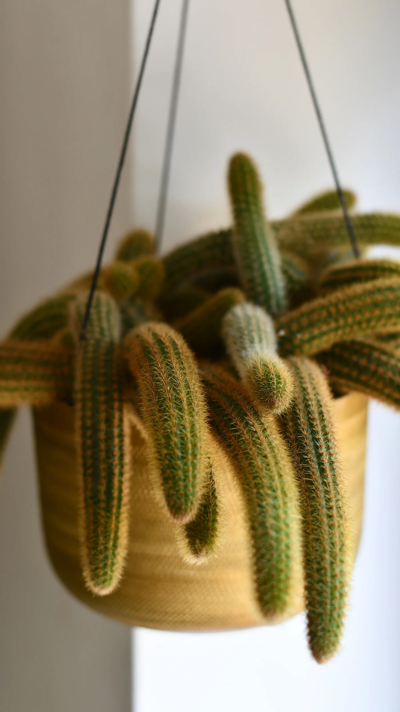 Golden Rat Tail Cactus (Cleistocactus winteri)