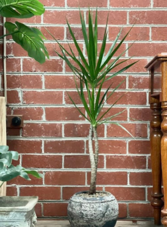 Wabi Sabi Plant Design Workshop; create your own living art