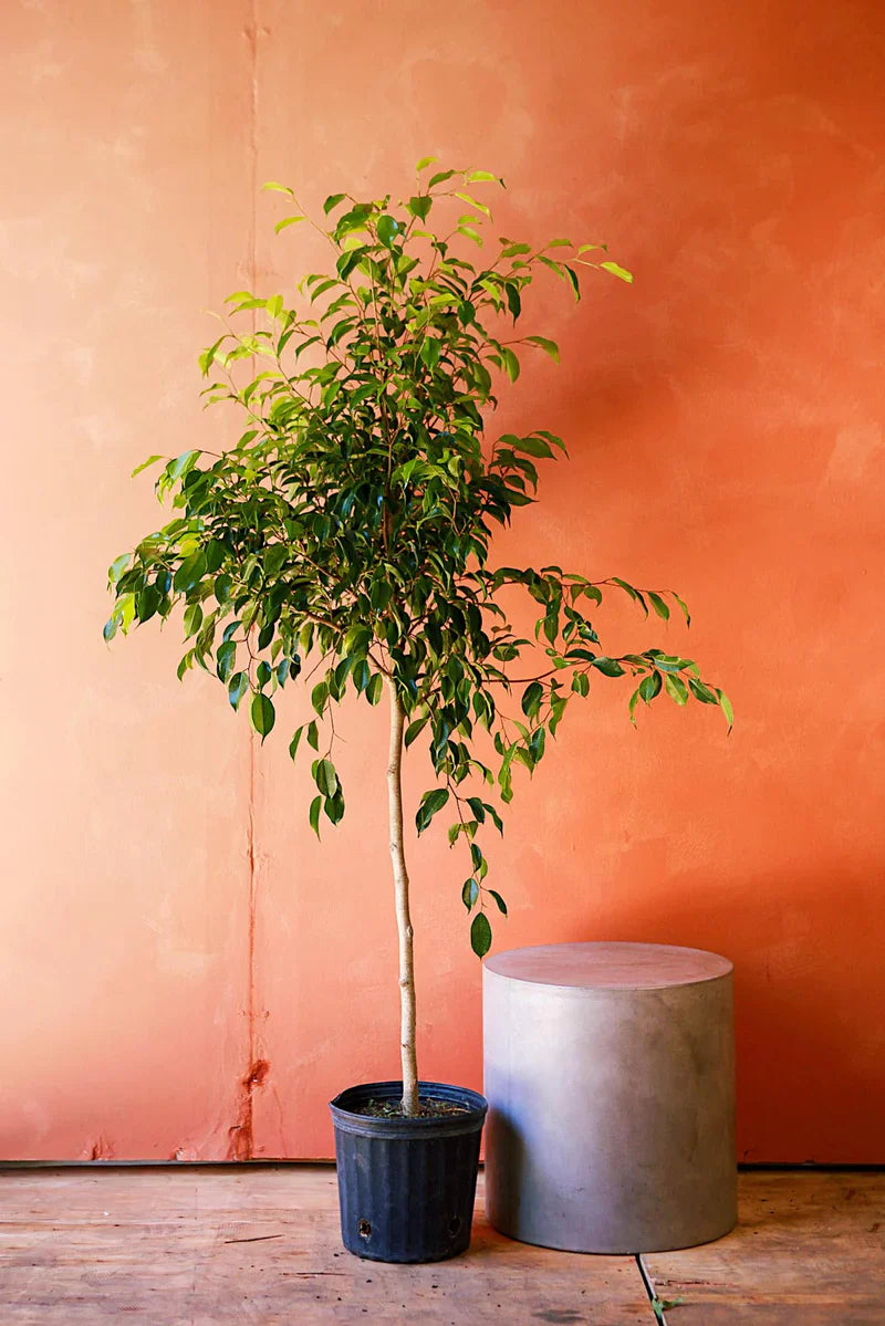 Weeping ficus