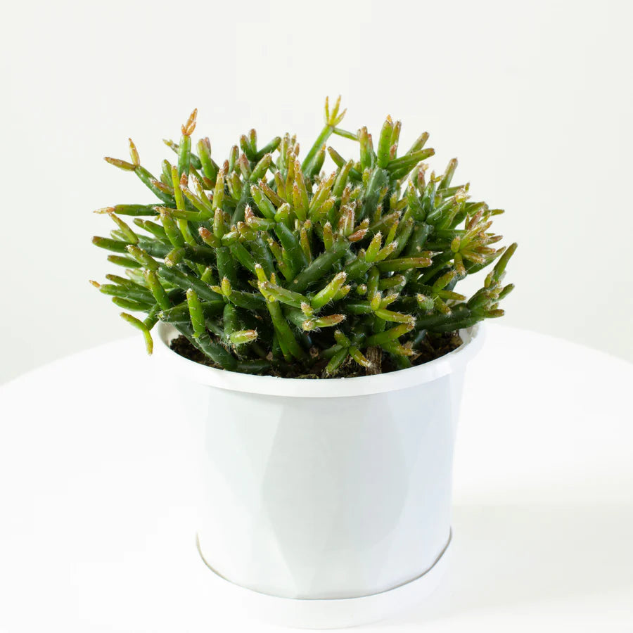 Mistletoe Cactus Collection