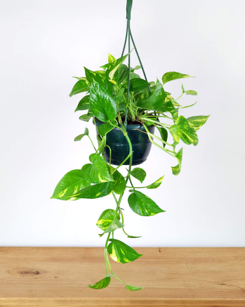 Golden Pothos (Epipremnum aureum)