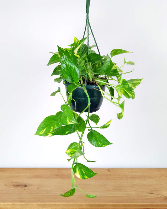 Golden Pothos (Epipremnum aureum)