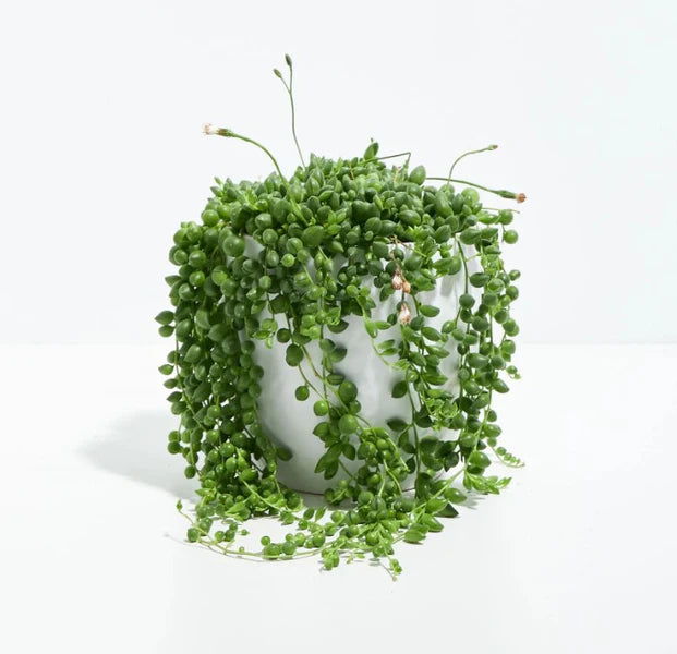String of Pearls (Senecio rowleyanus)