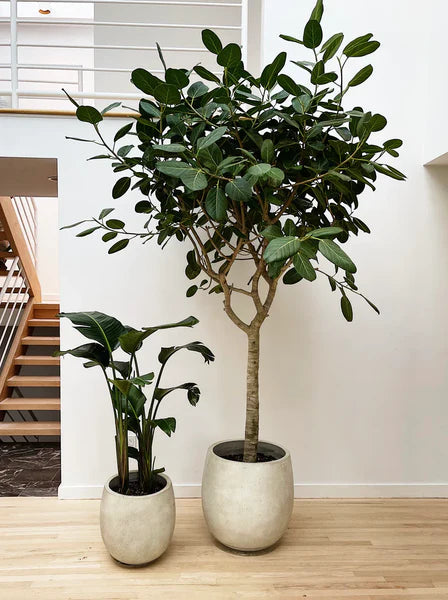 Ficus Audrey (Ficus benghalensis)