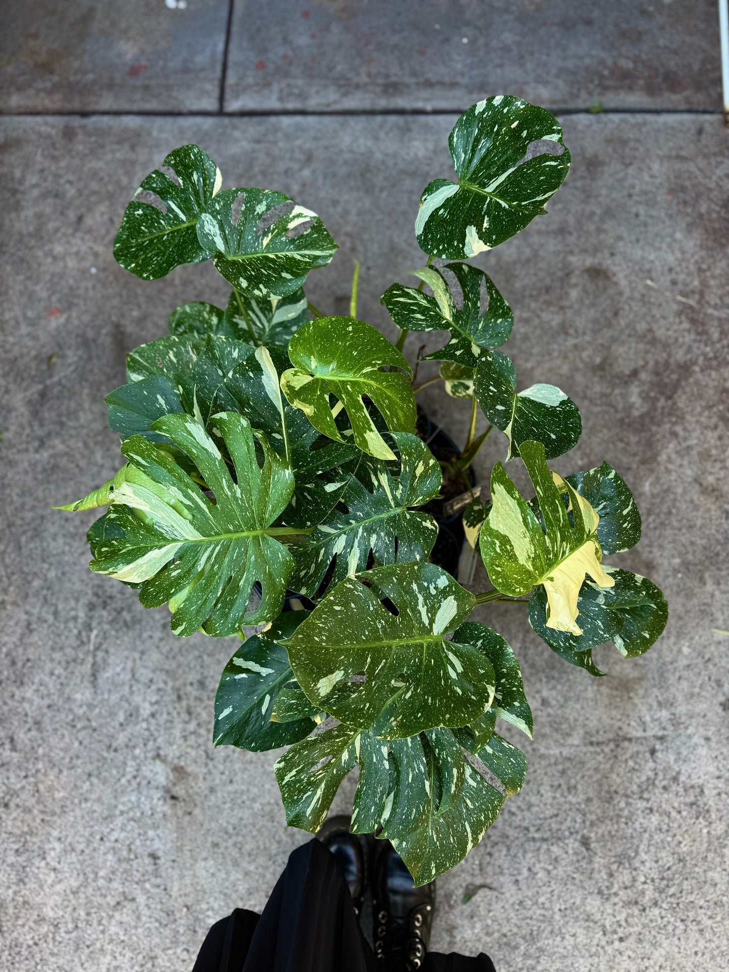 Monstera "Thai Constellation"